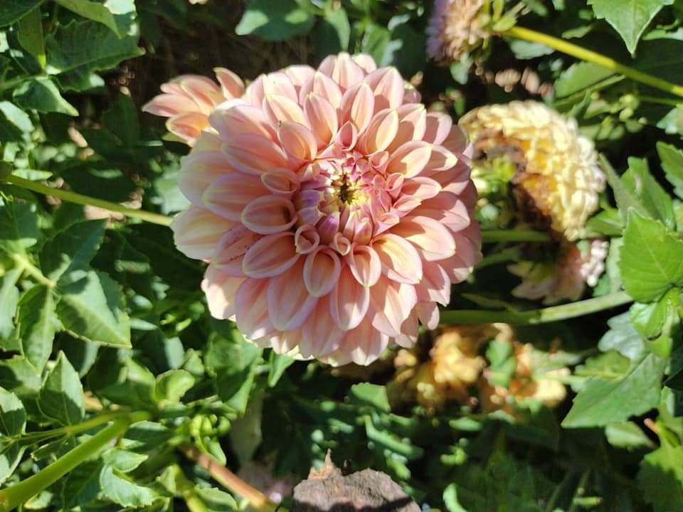 Peachy Parade
