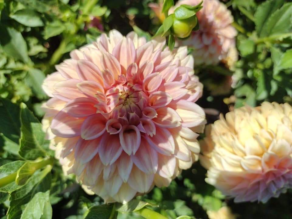 Peachy Parade