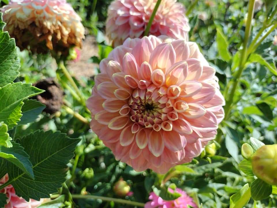 Peachy Parade