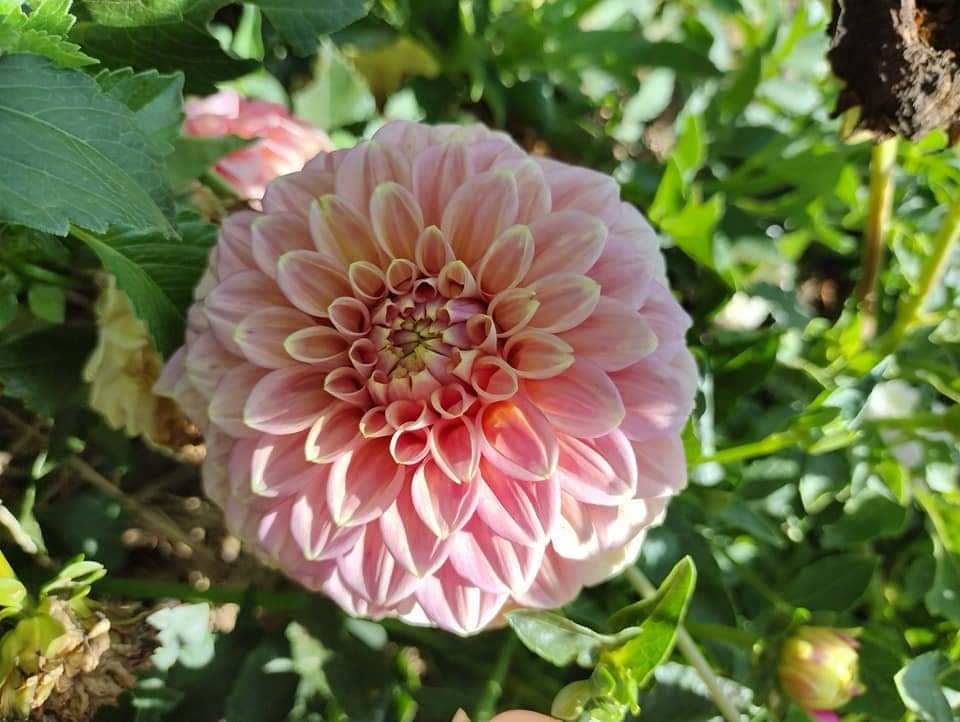 Peachy Parade