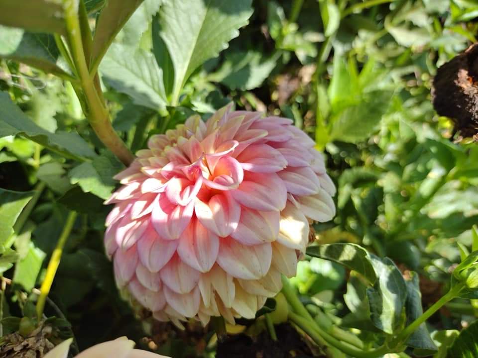 Peachy Parade