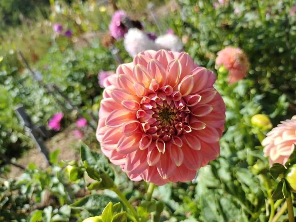 Peachy Parade