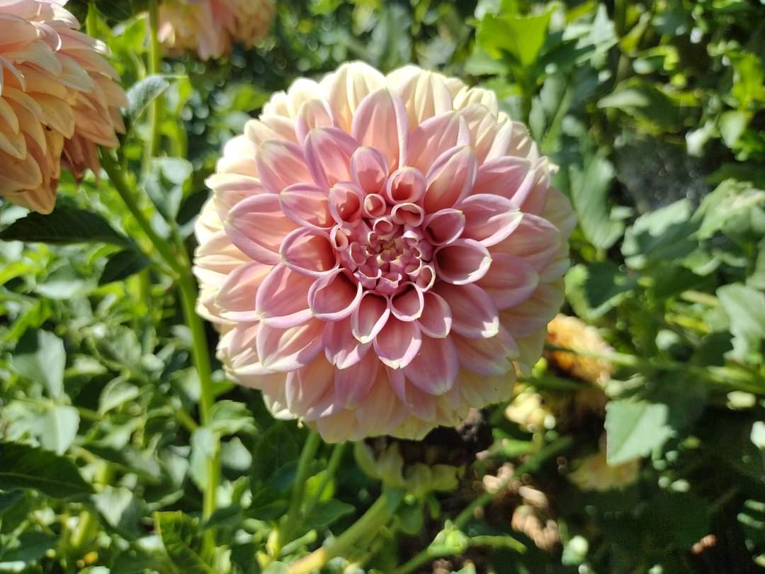 Peachy Parade