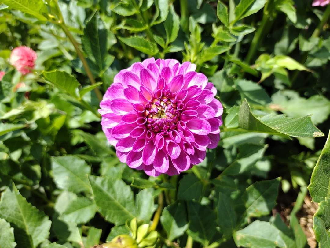 Robann Royal