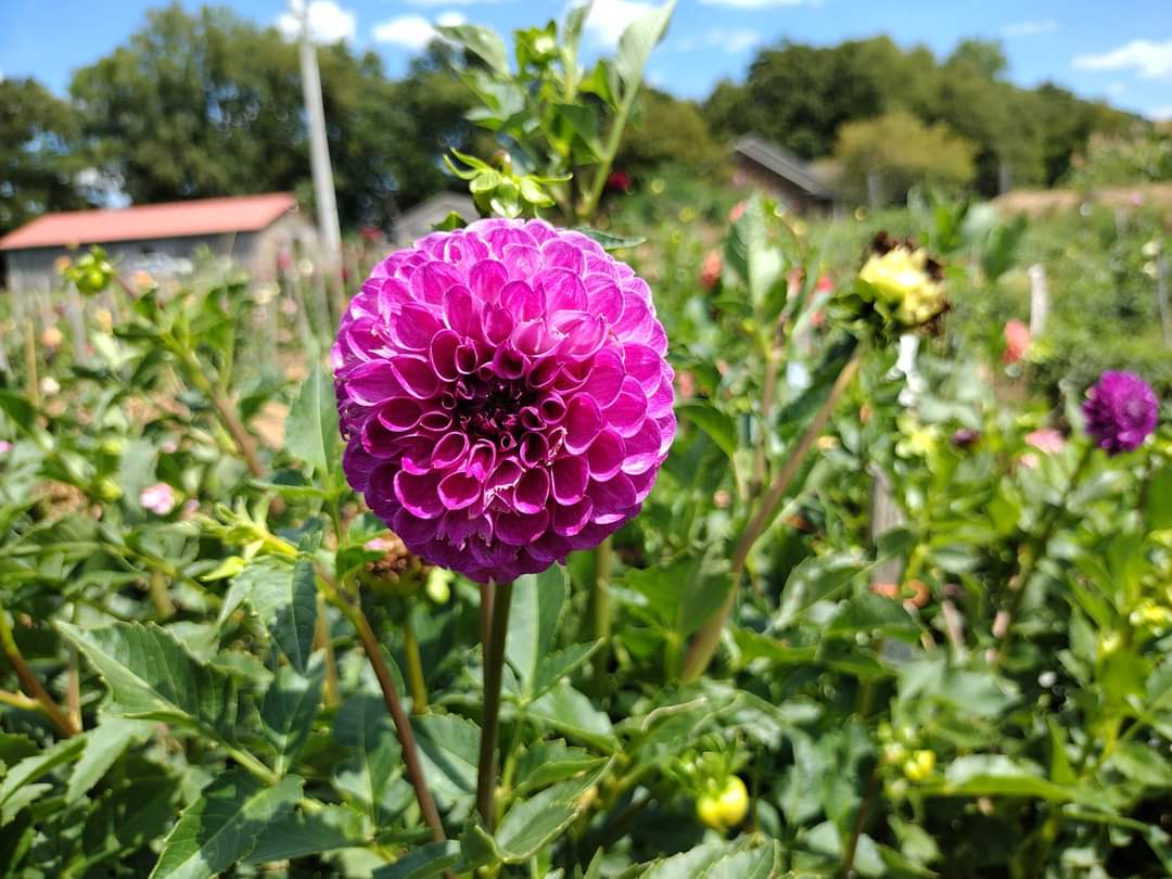 Robann Royal