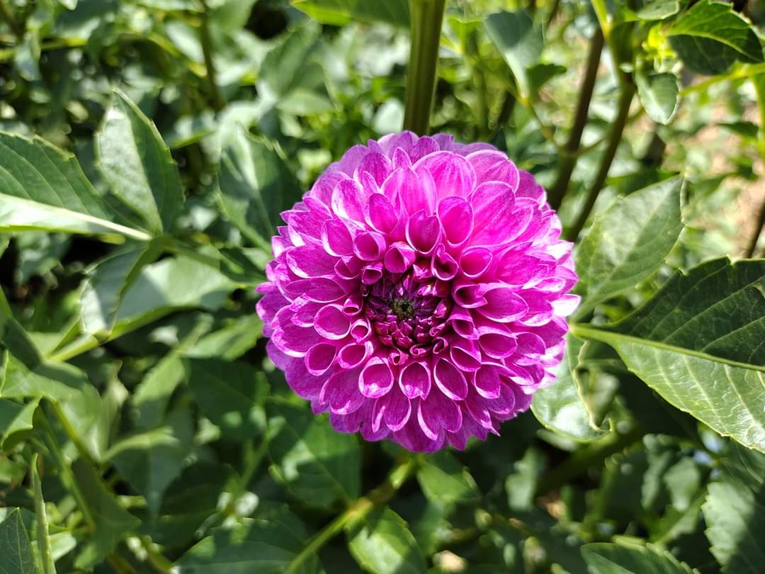 Robann Royal