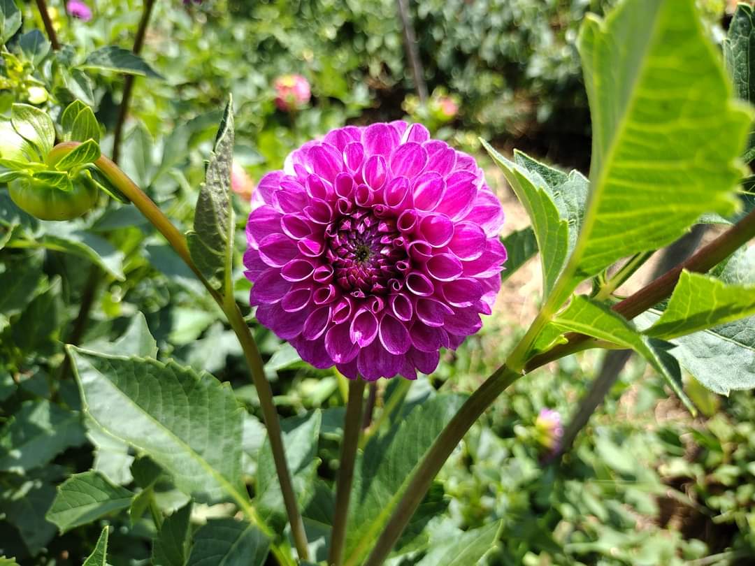 Robann Royal
