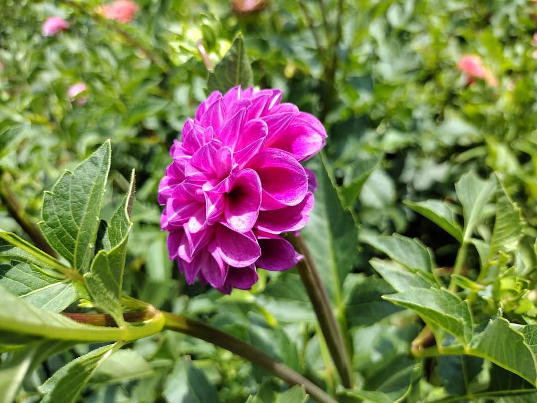 Robann Royal