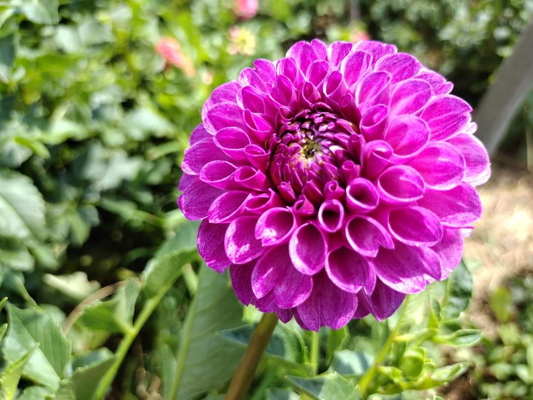 Robann Royal