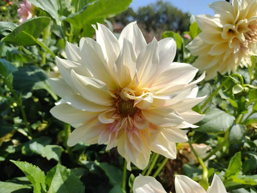 Cafe Au Lait (limited stock)