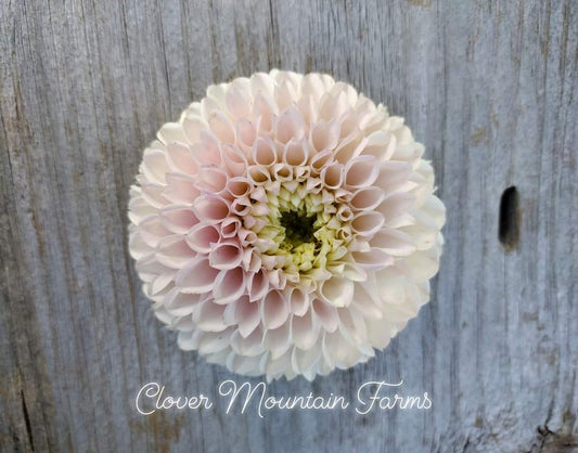 Pink Pearl (limited stock)
