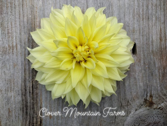 Harvest Moonlight (limited stock)