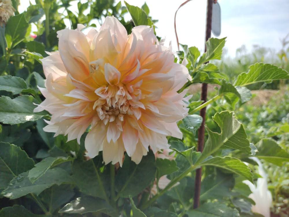 Bloomquist Amazing (limited stock)