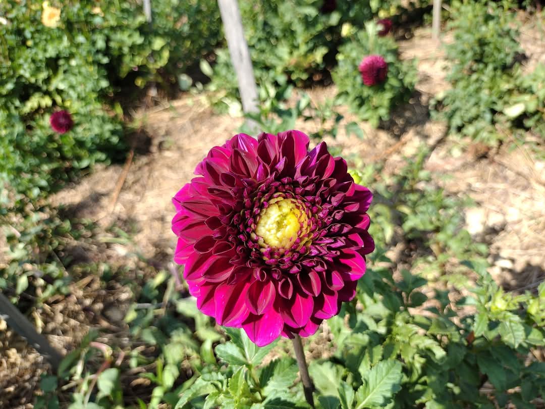 Camano Phantom