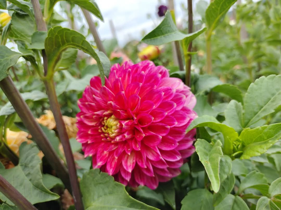 Camano Mystery (limited stock)