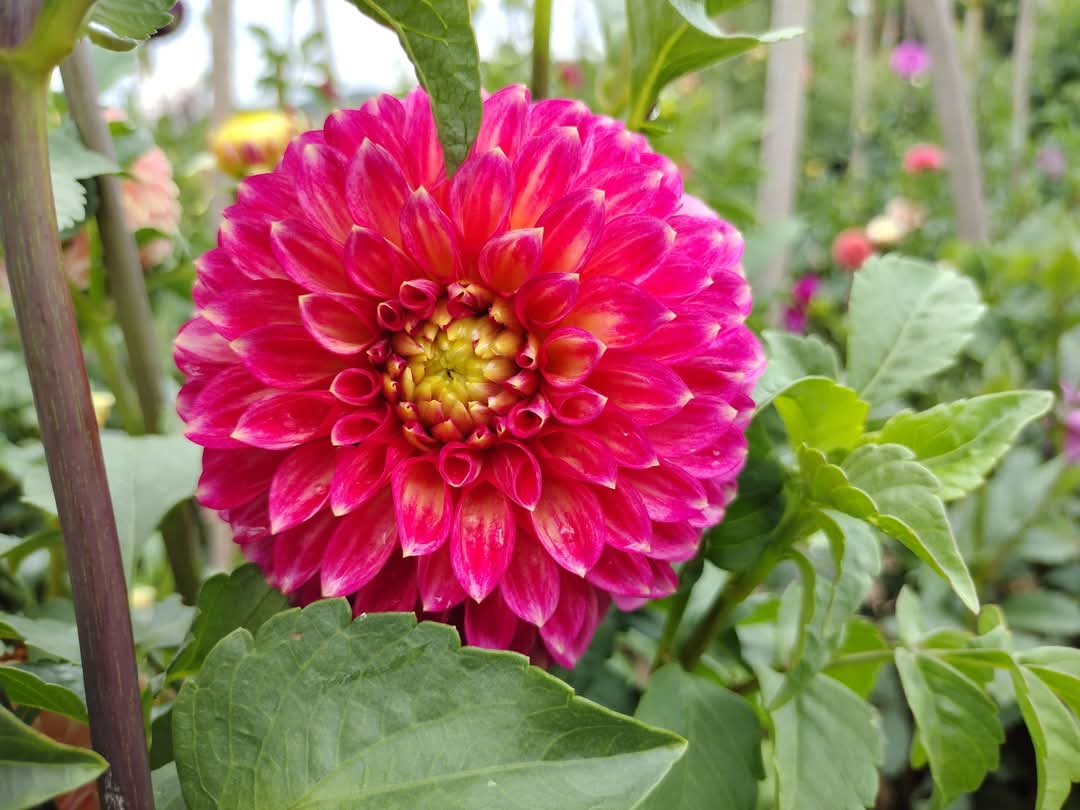 Camano Mystery (limited stock)