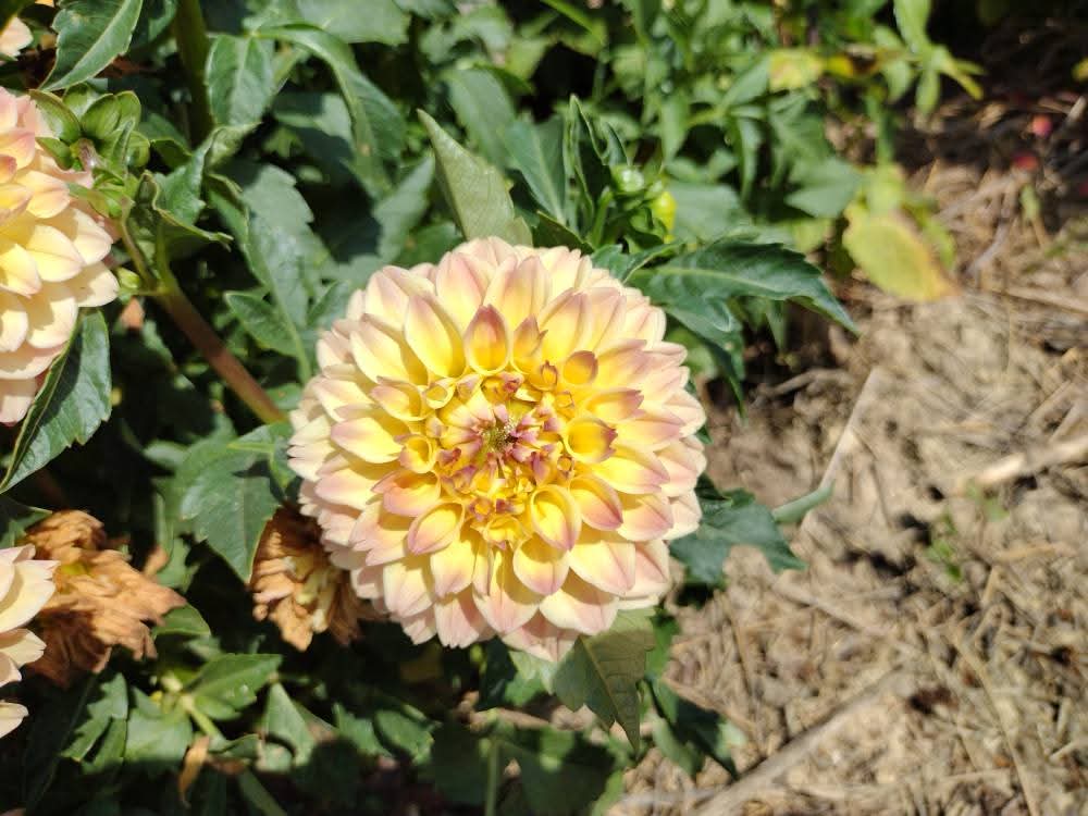 Princess Elizabeth (limited stock)
