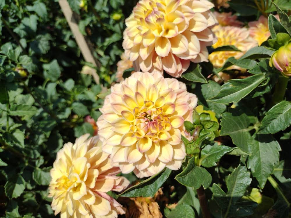 Princess Elizabeth (limited stock)
