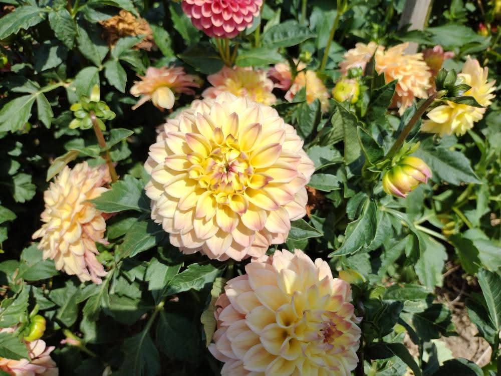 Princess Elizabeth (limited stock)