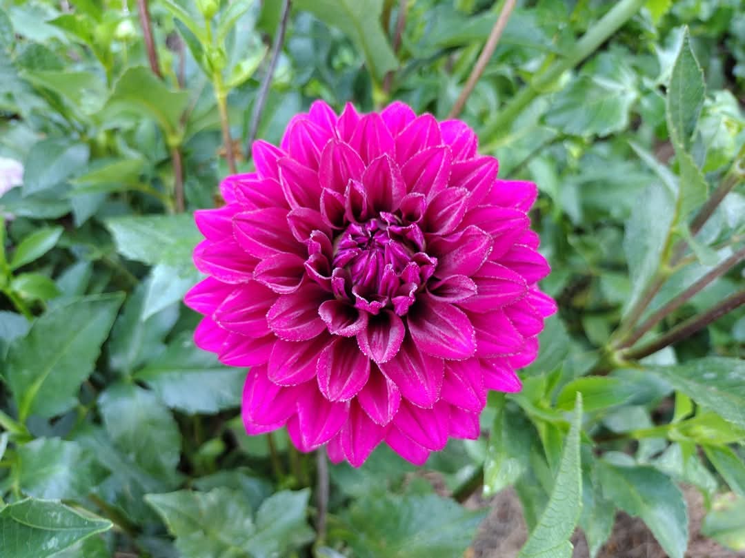 Hello Dahlia (limited stock)