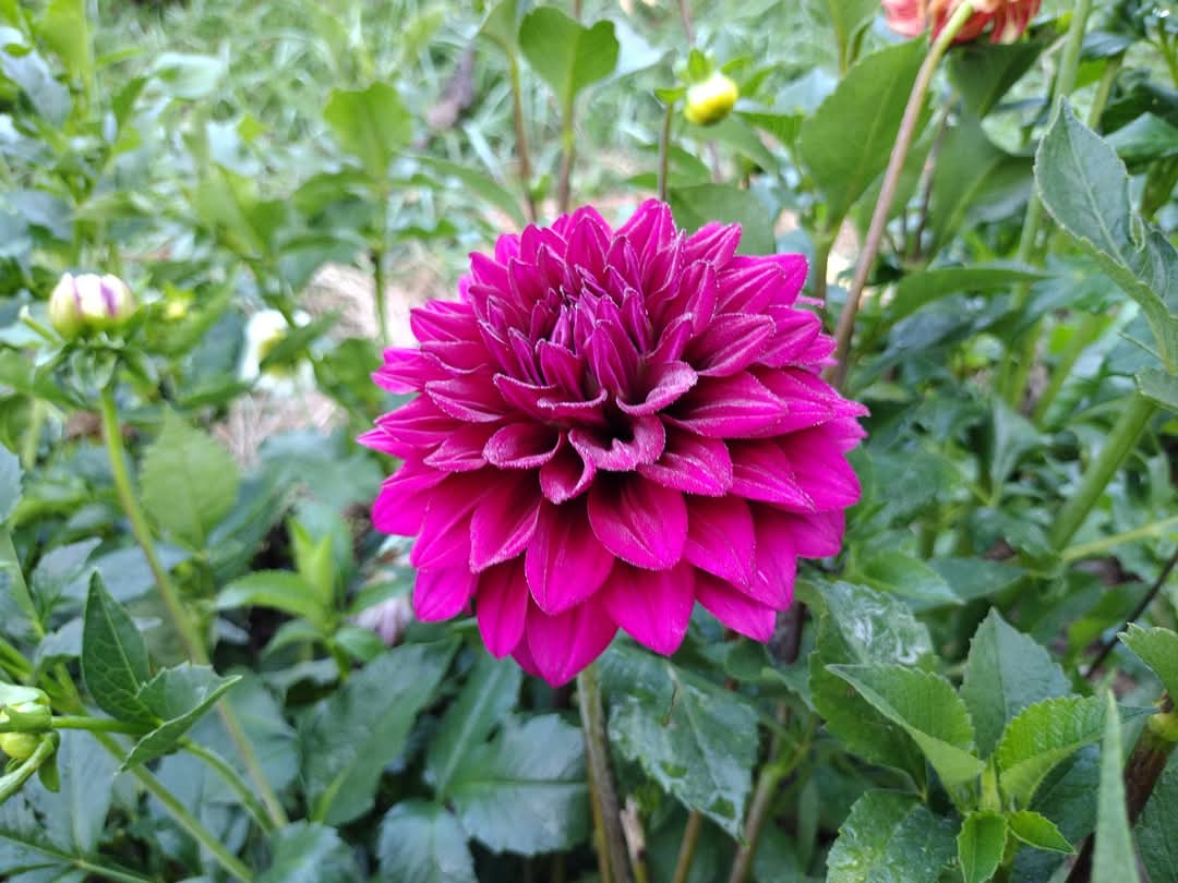 Hello Dahlia (limited stock)