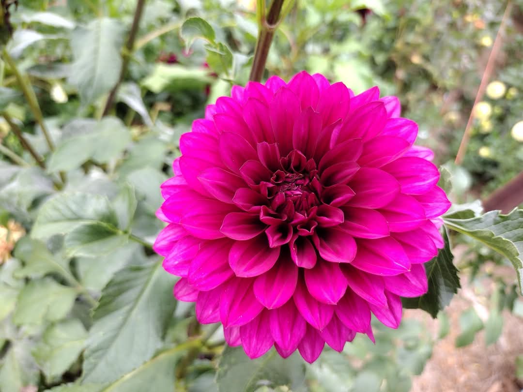 Hello Dahlia (limited stock)