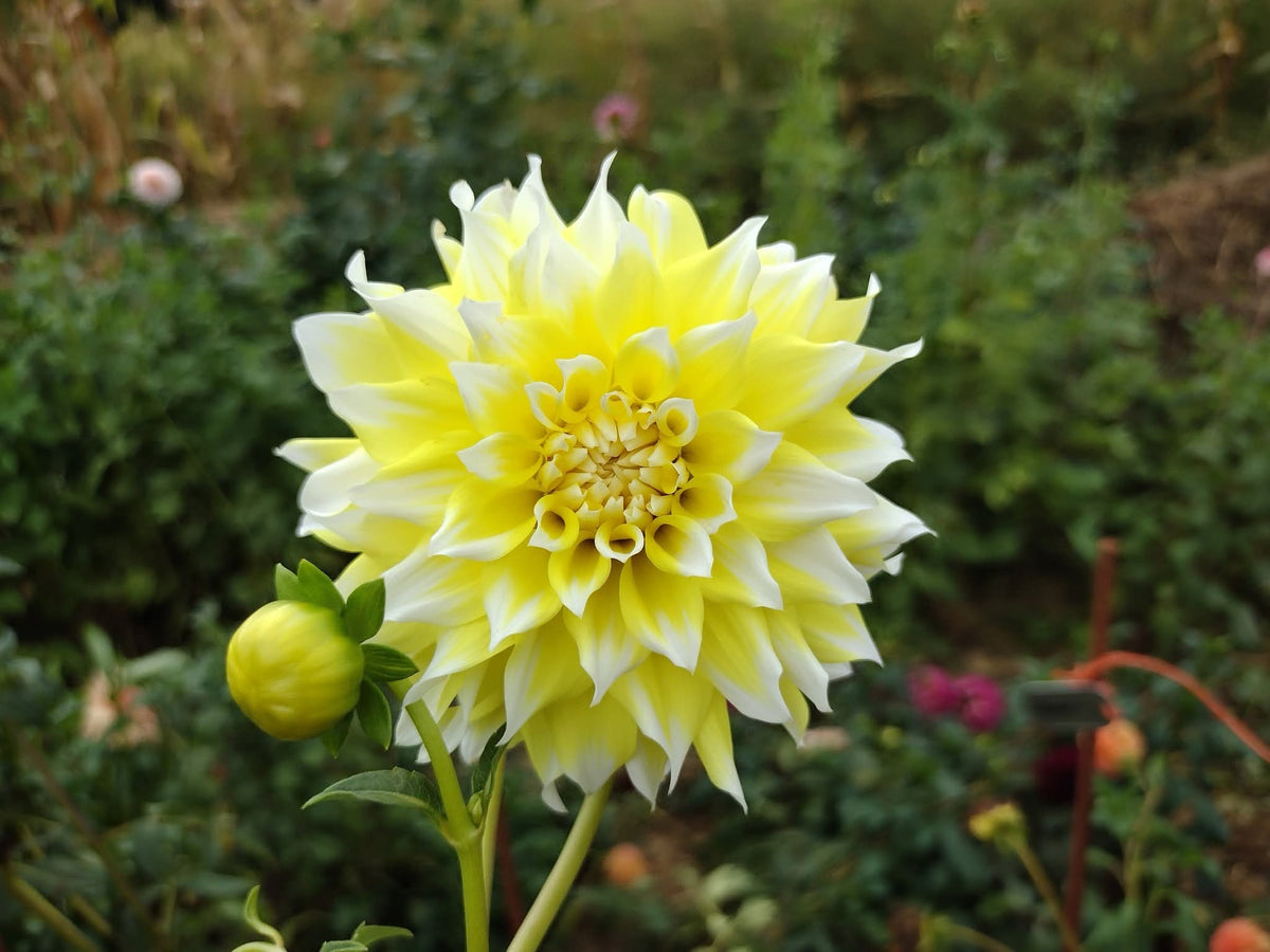 Lemon Meringue
