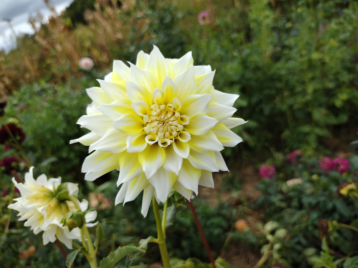 Lemon Meringue