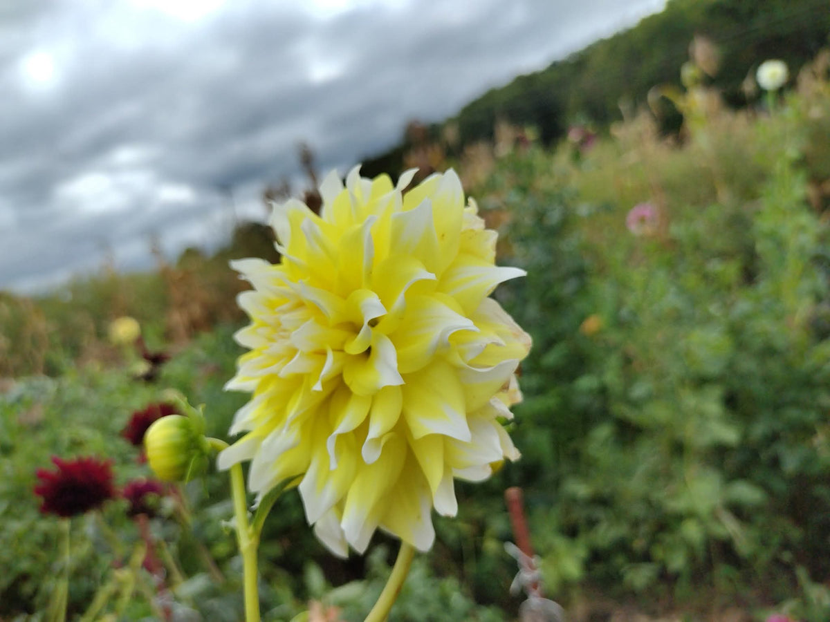 Lemon Meringue