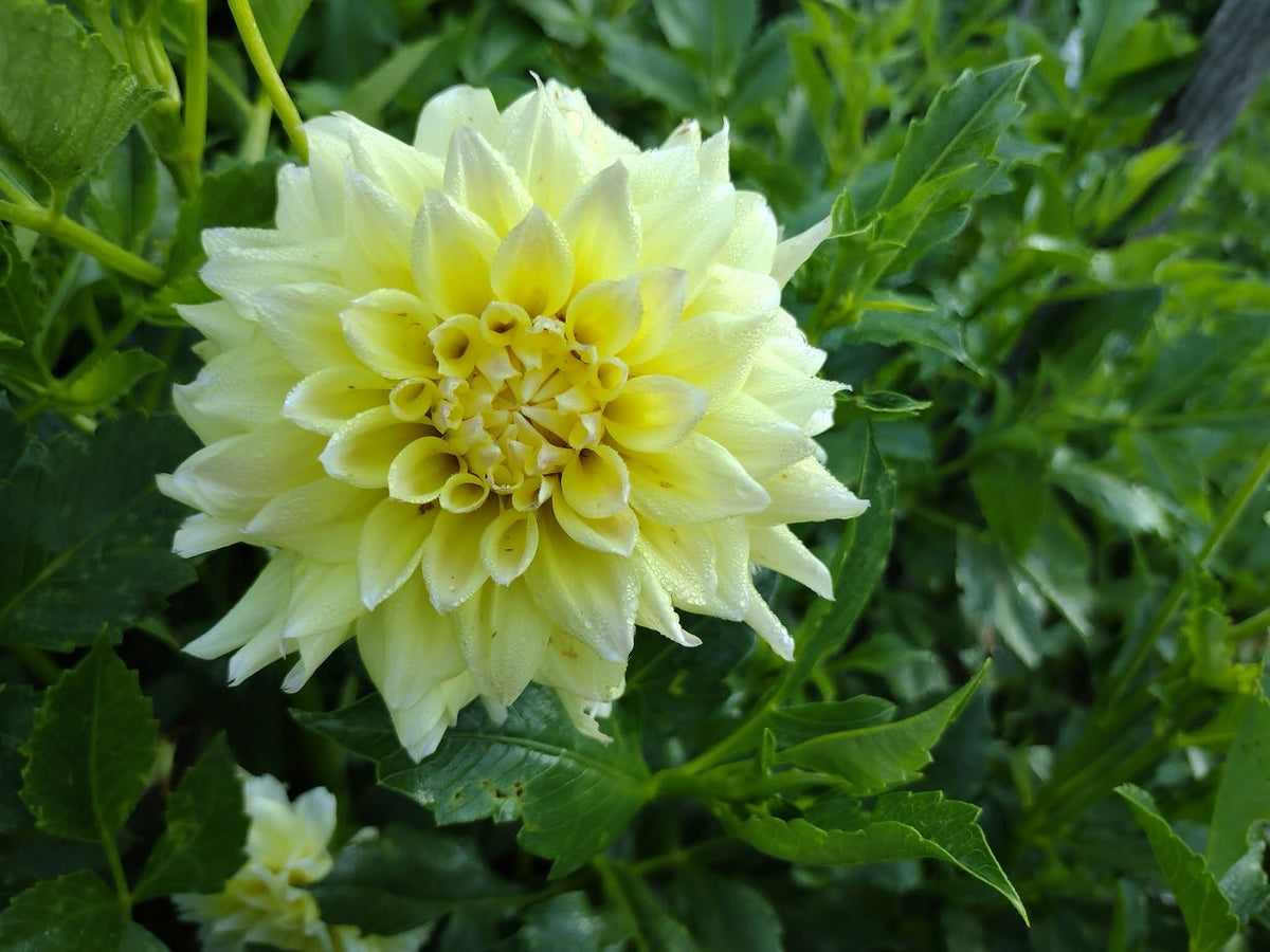 Lemon Meringue