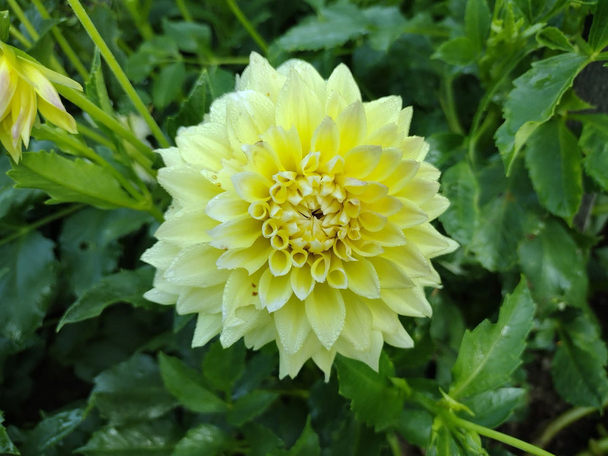 Lemon Meringue