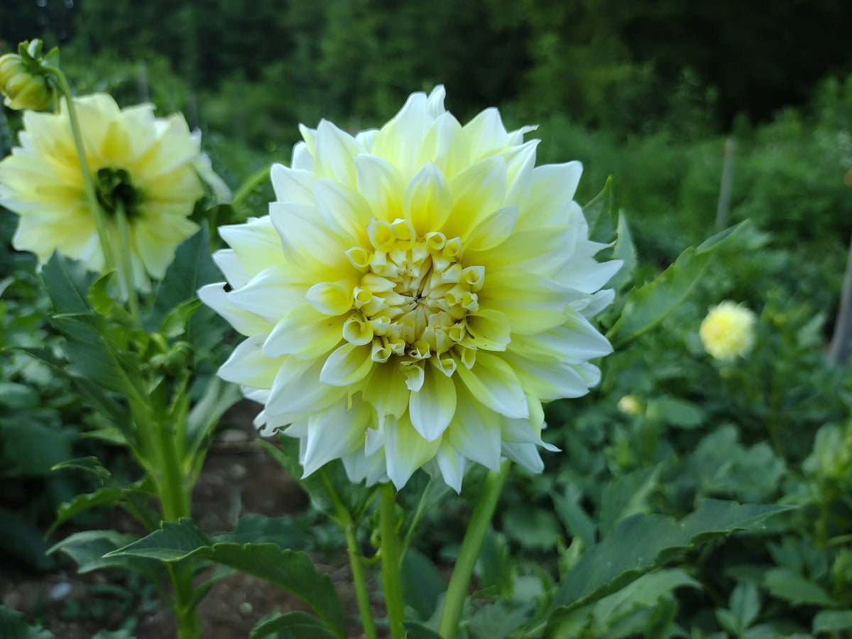 Lemon Meringue
