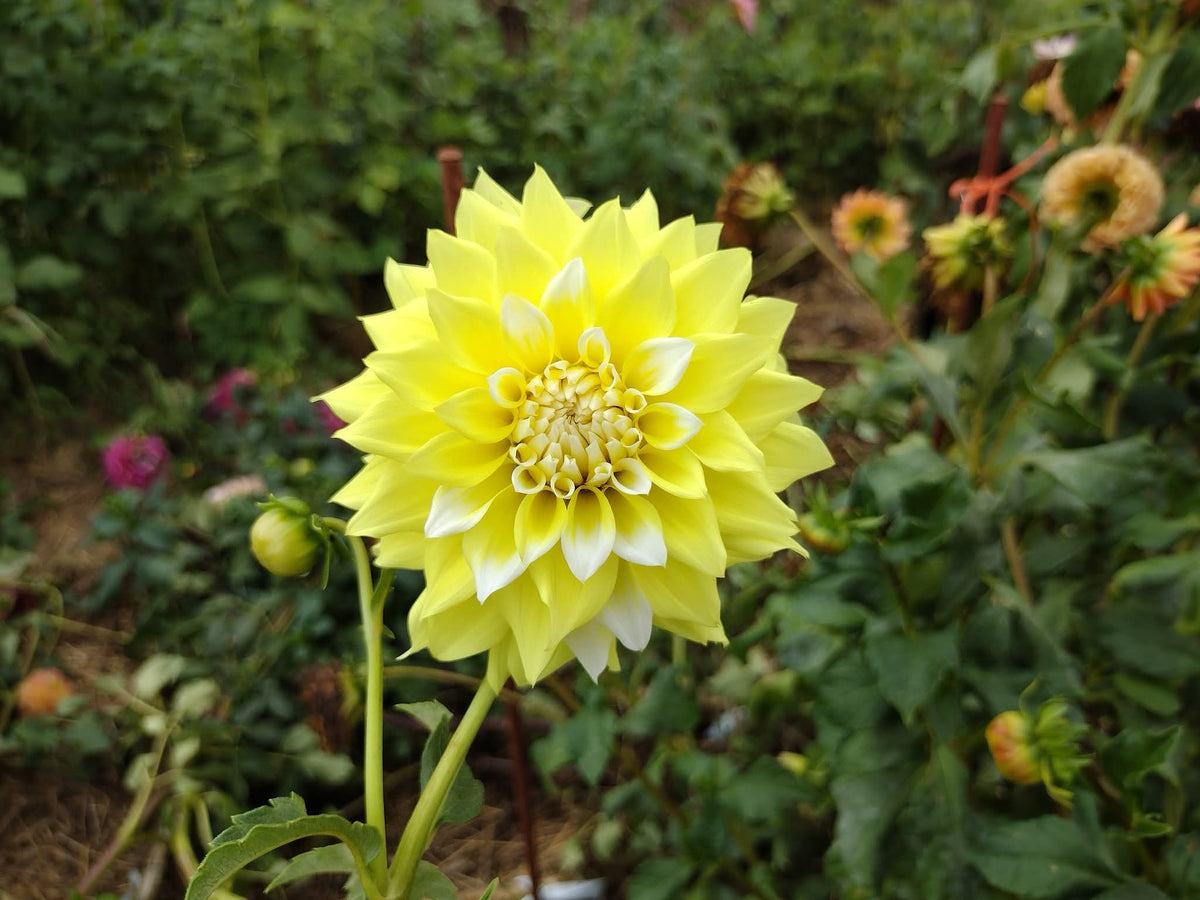 Lemon Meringue
