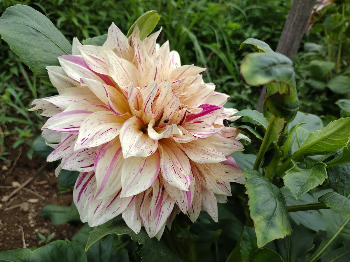 Cafe Au Lait Twist (limited stock)