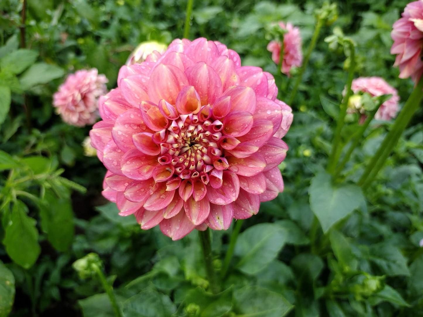 Milena Fleur (limited stock)
