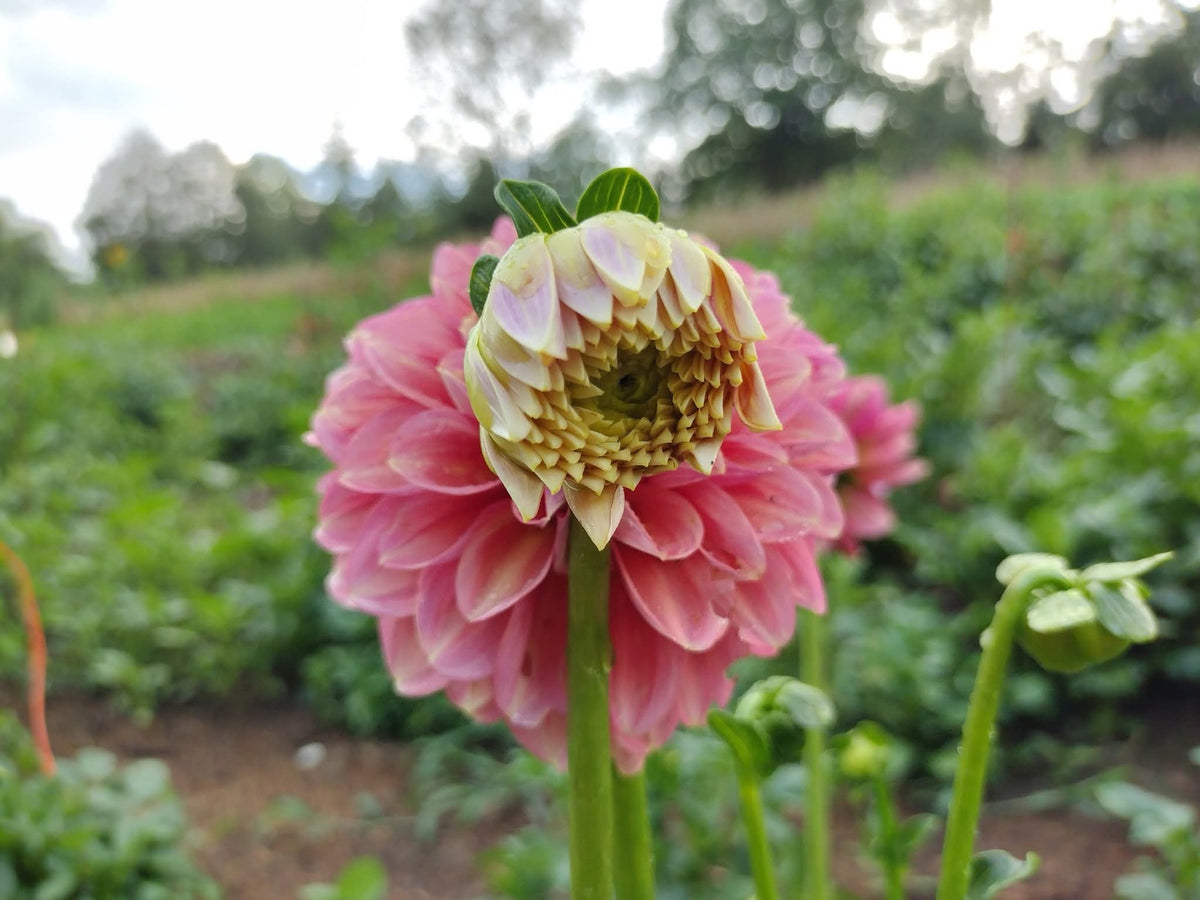 Milena Fleur (limited stock)