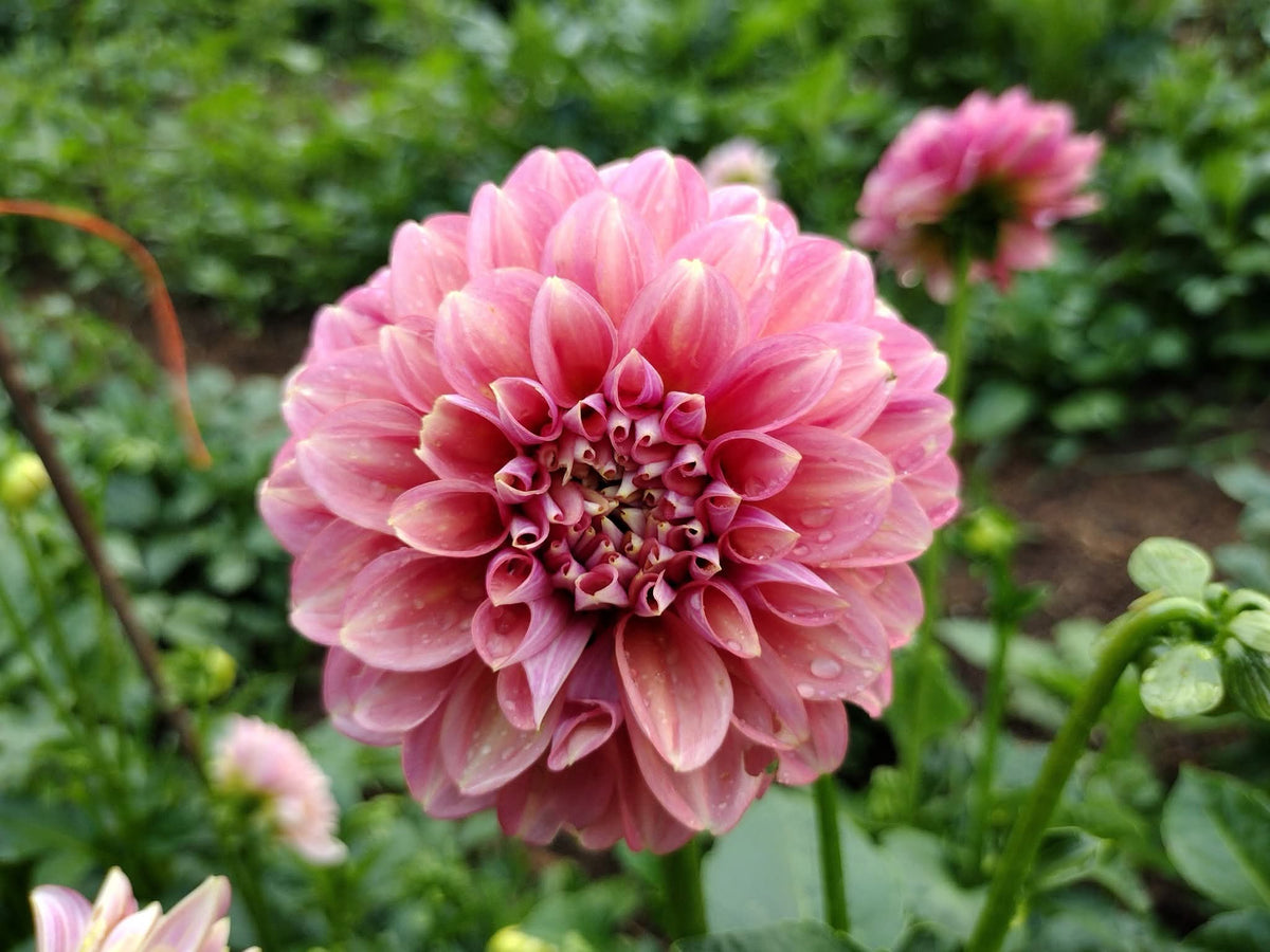 Milena Fleur (limited stock)