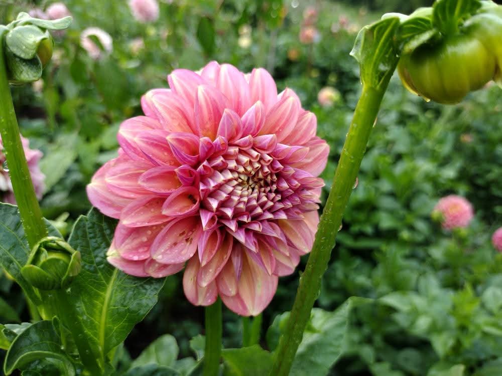 Milena Fleur (limited stock)