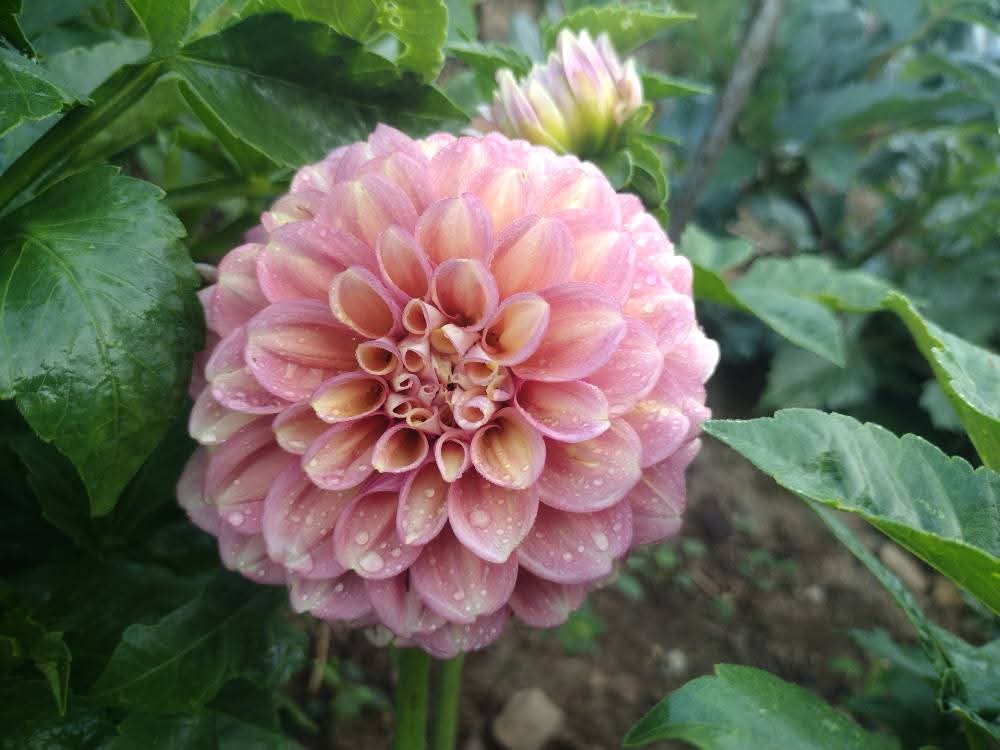 Milena Fleur (limited stock)