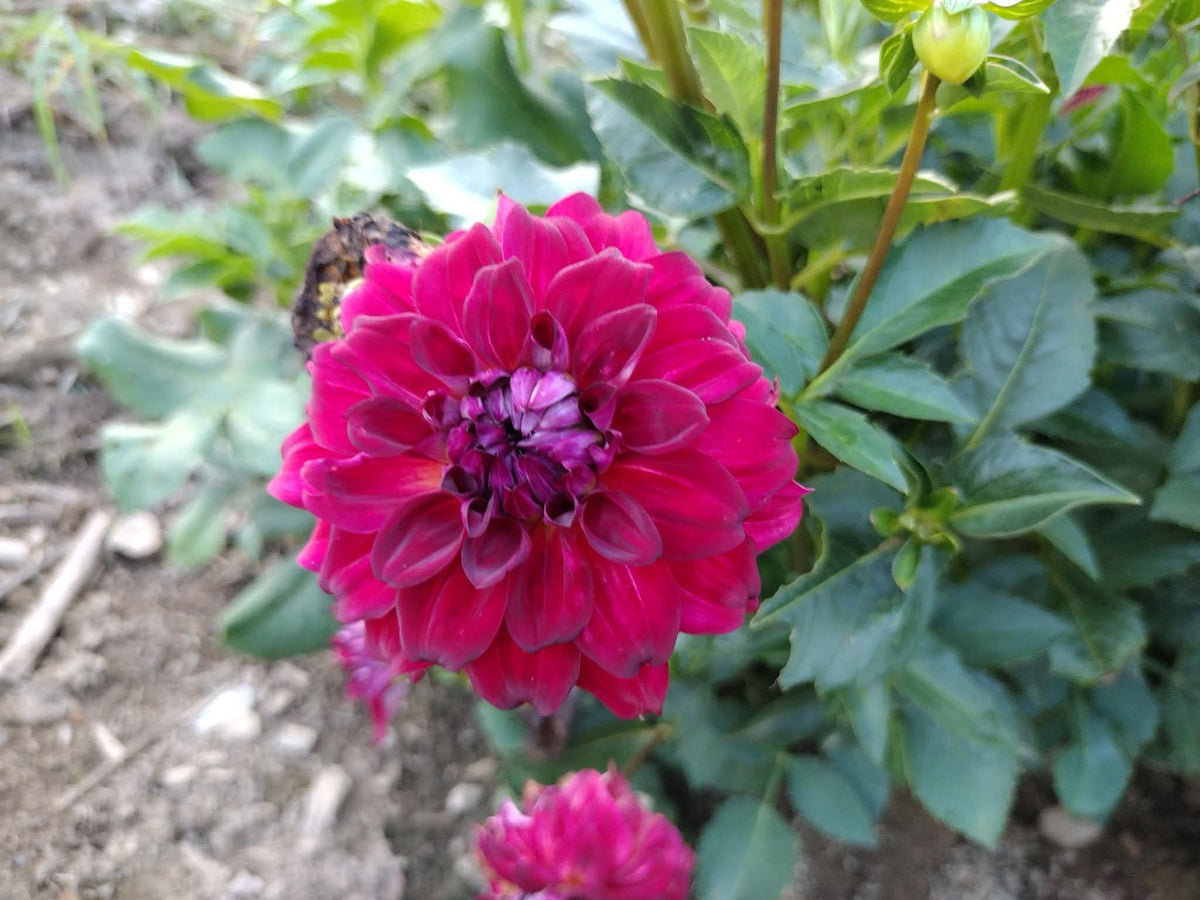 AC Rosebud