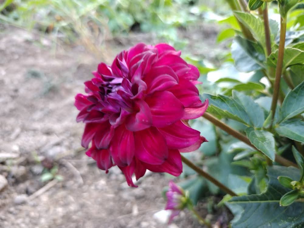 AC Rosebud