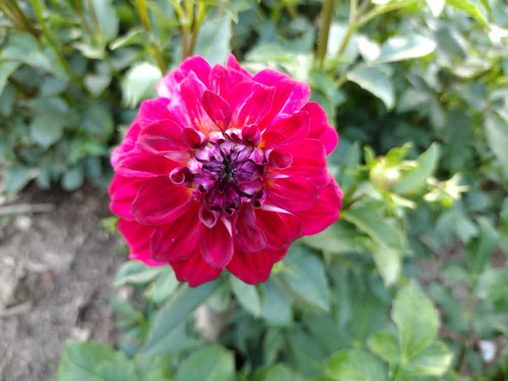 AC Rosebud