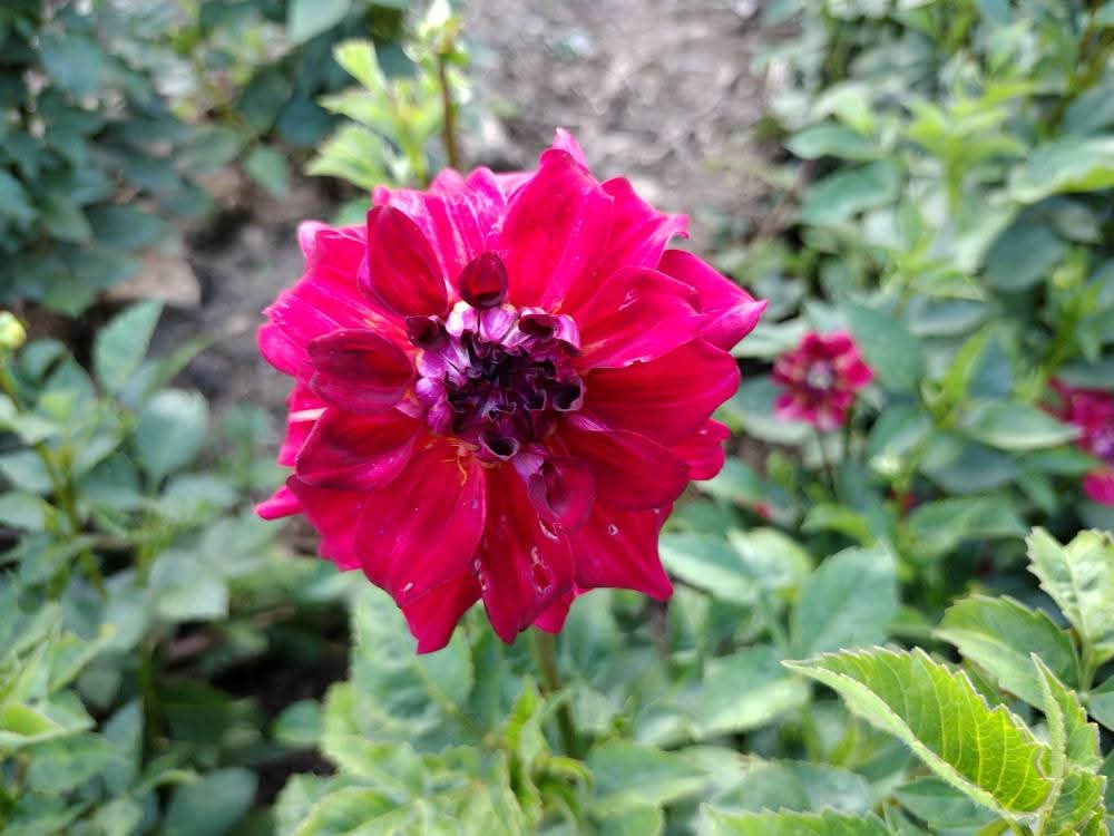 AC Rosebud