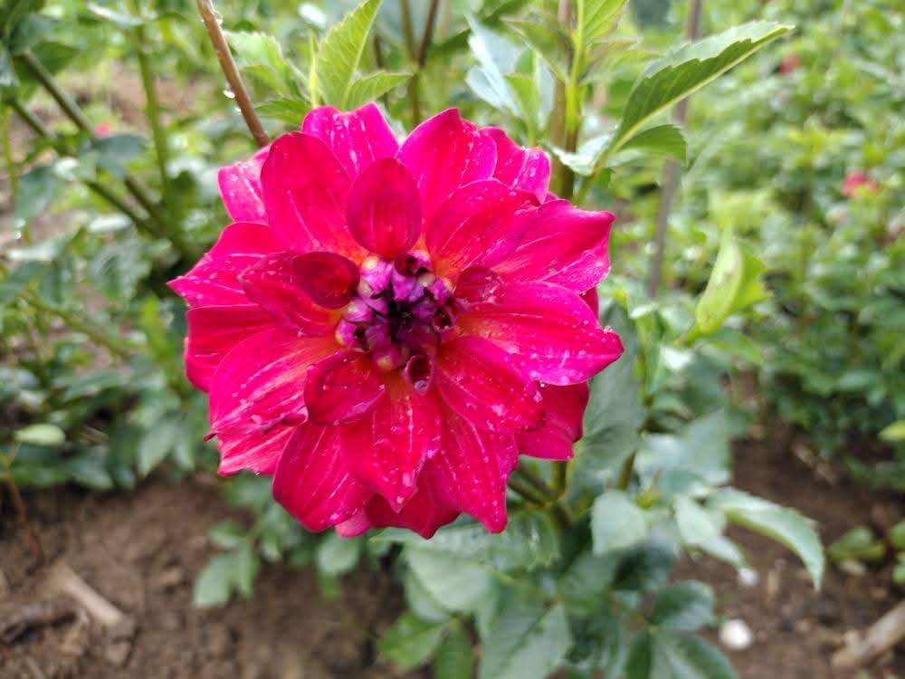 AC Rosebud