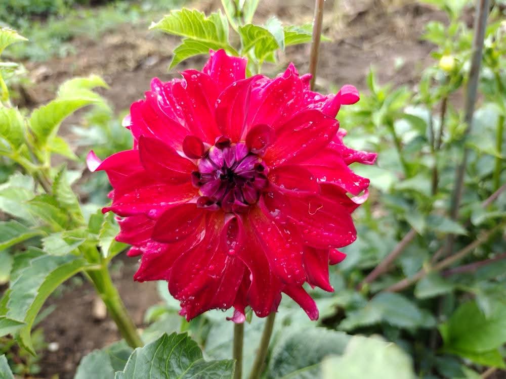 AC Rosebud