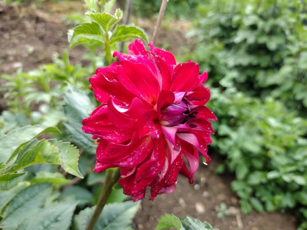 AC Rosebud