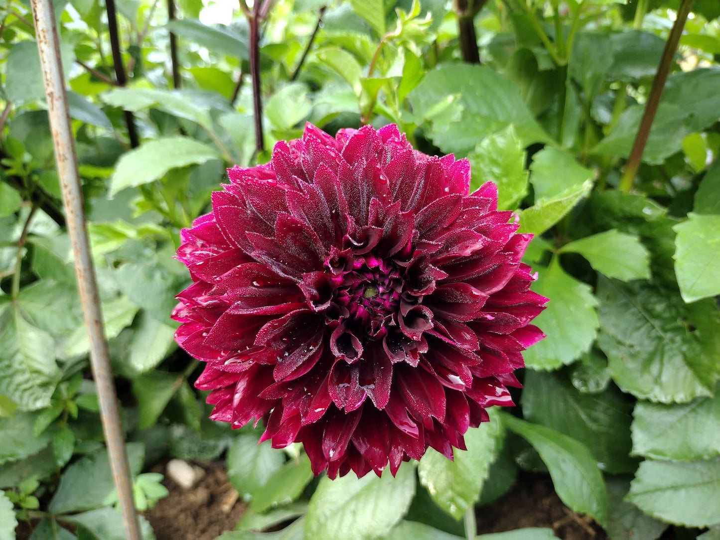 Fubuki Maroon