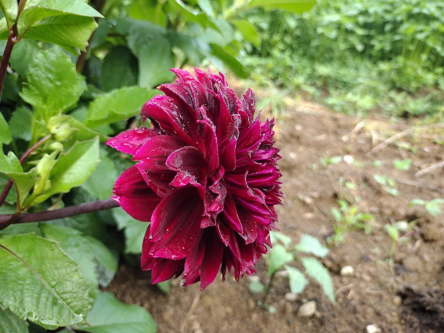 Fubuki Maroon