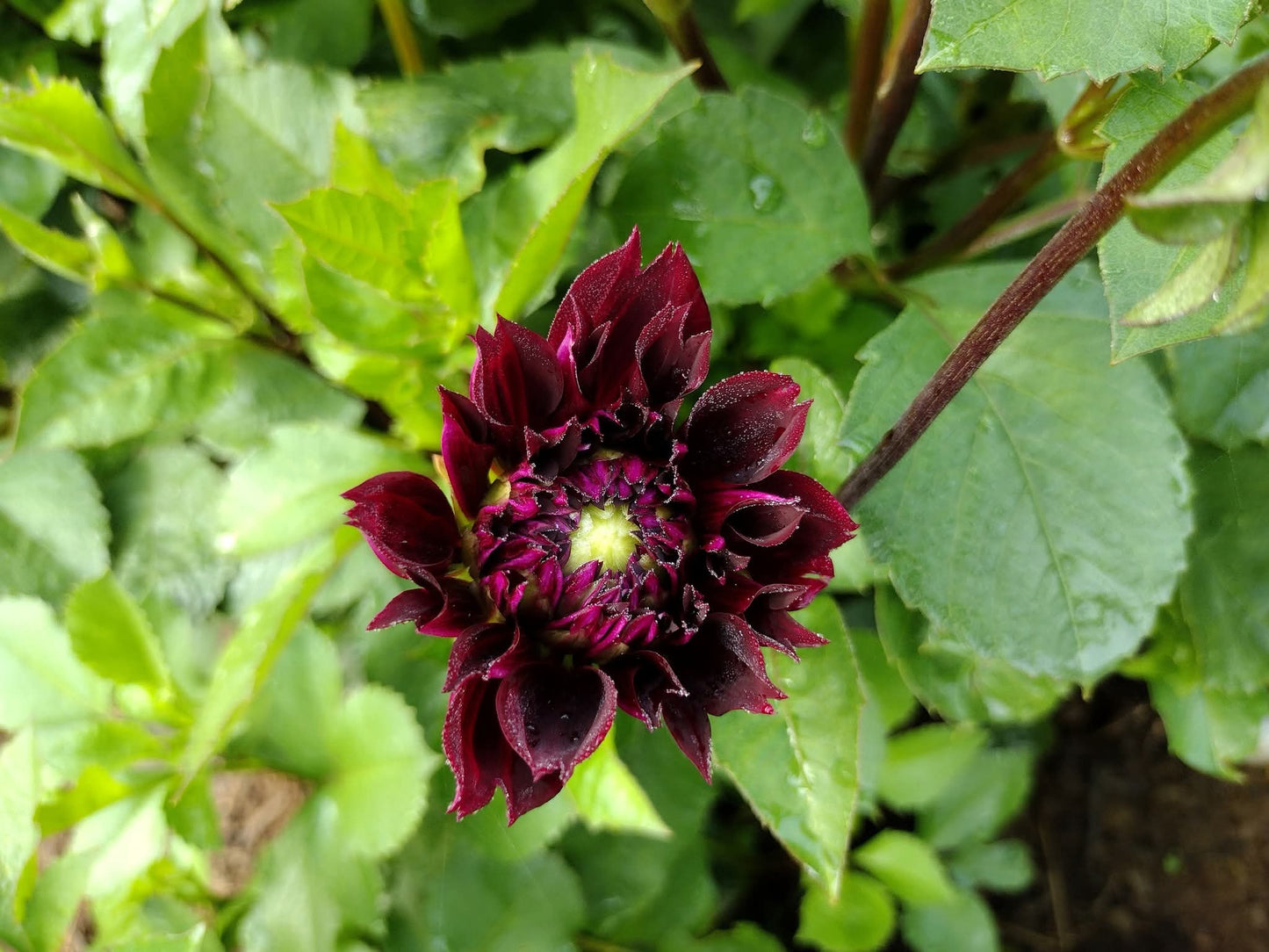 Fubuki Maroon