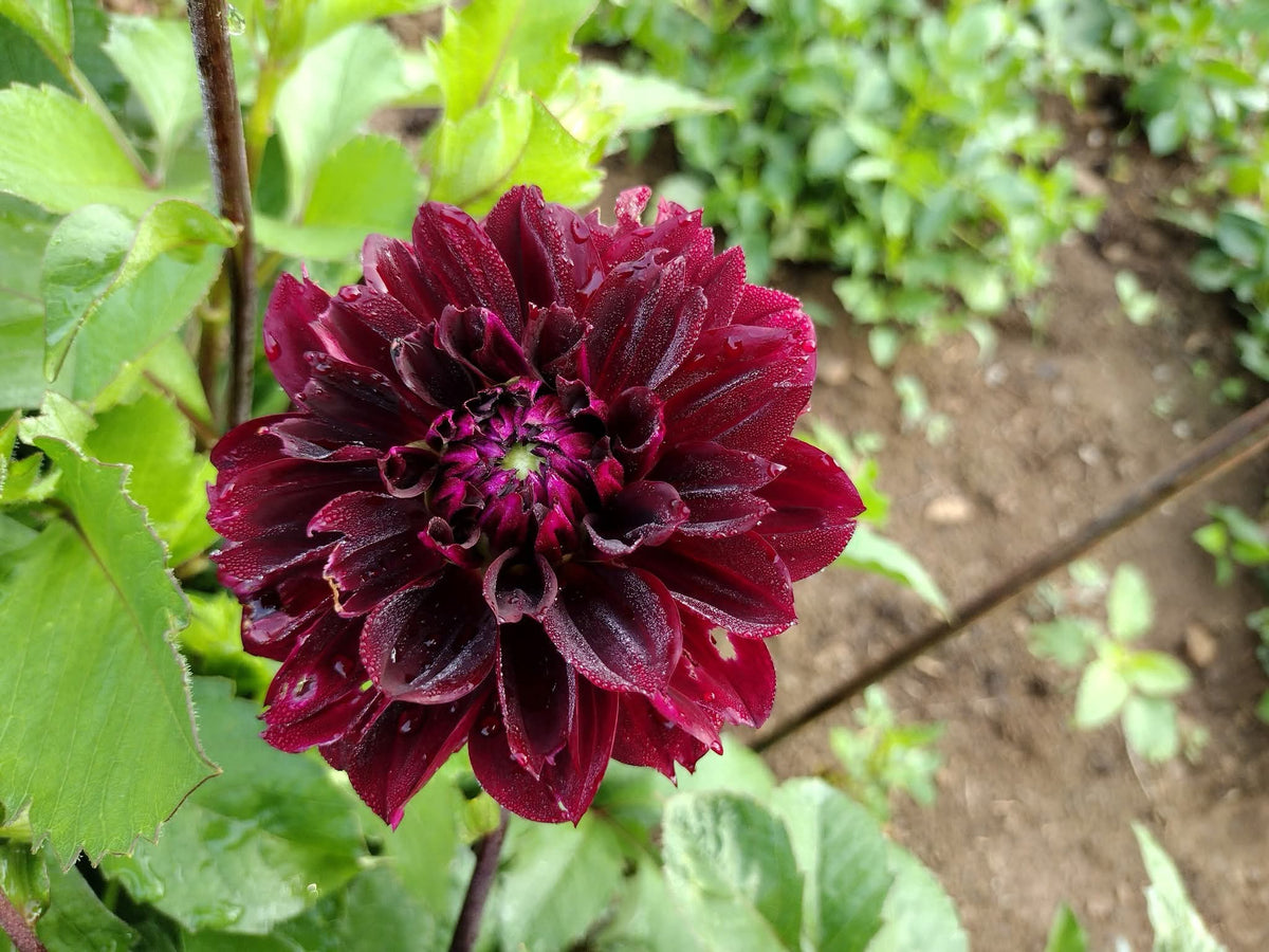 Fubuki Maroon